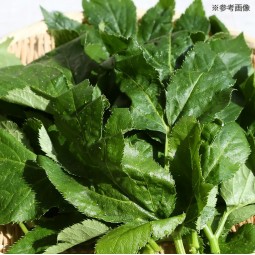 Leaf Corp 日本國產 明日葉碎切 30g 小動物零食 無添加 無色素