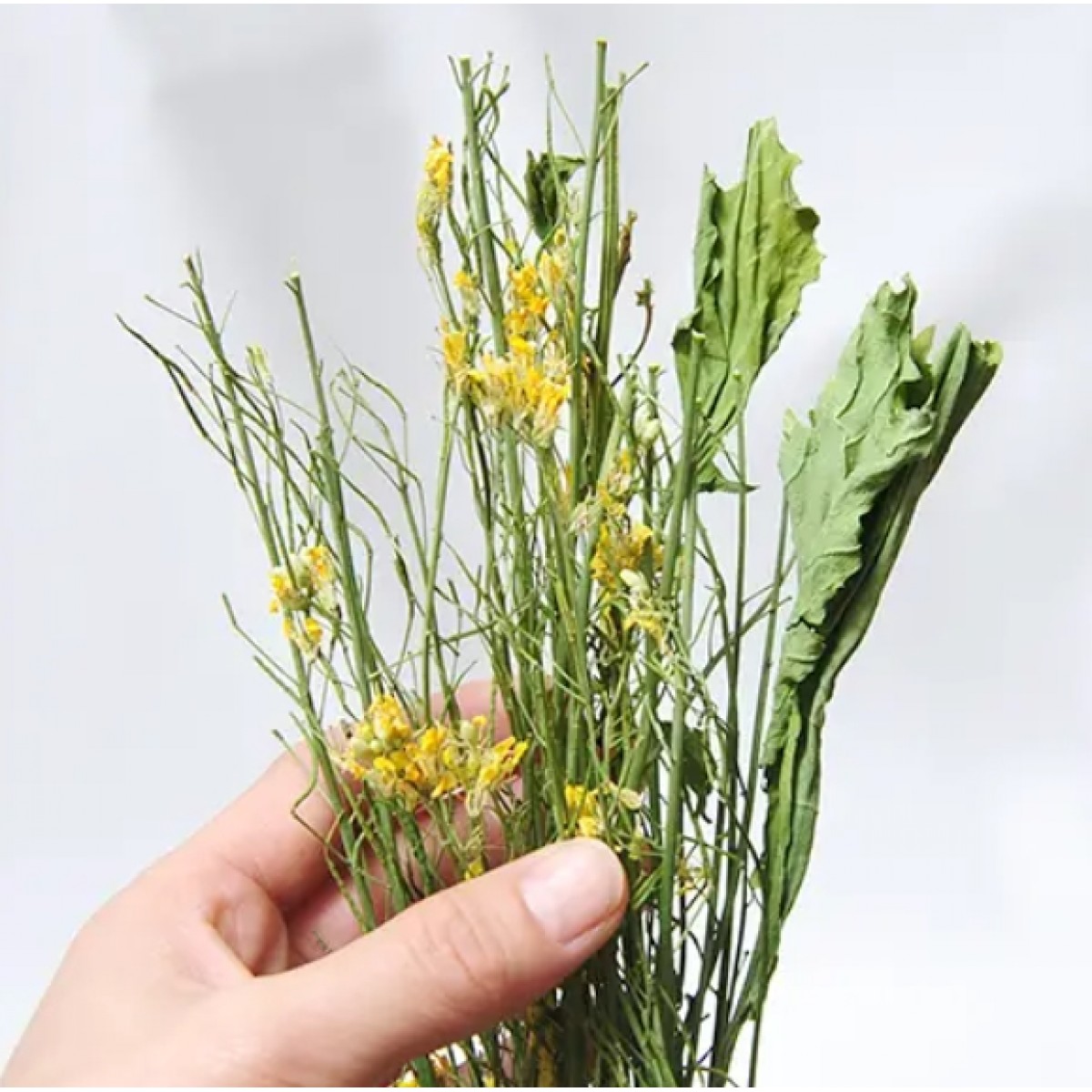 [預購PET] Leaf Corp 國產油菜花20g 小動物零食 兔 倉鼠 無添加劑 無色素