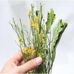 [預購PET] Leaf Corp 國產油菜花20g 小動物零食 兔 倉鼠 無添加劑 無色素