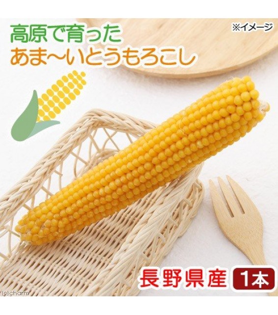 [預購PET] Leaf Corp 長野縣 黃金粟米 1個 小動物零食
