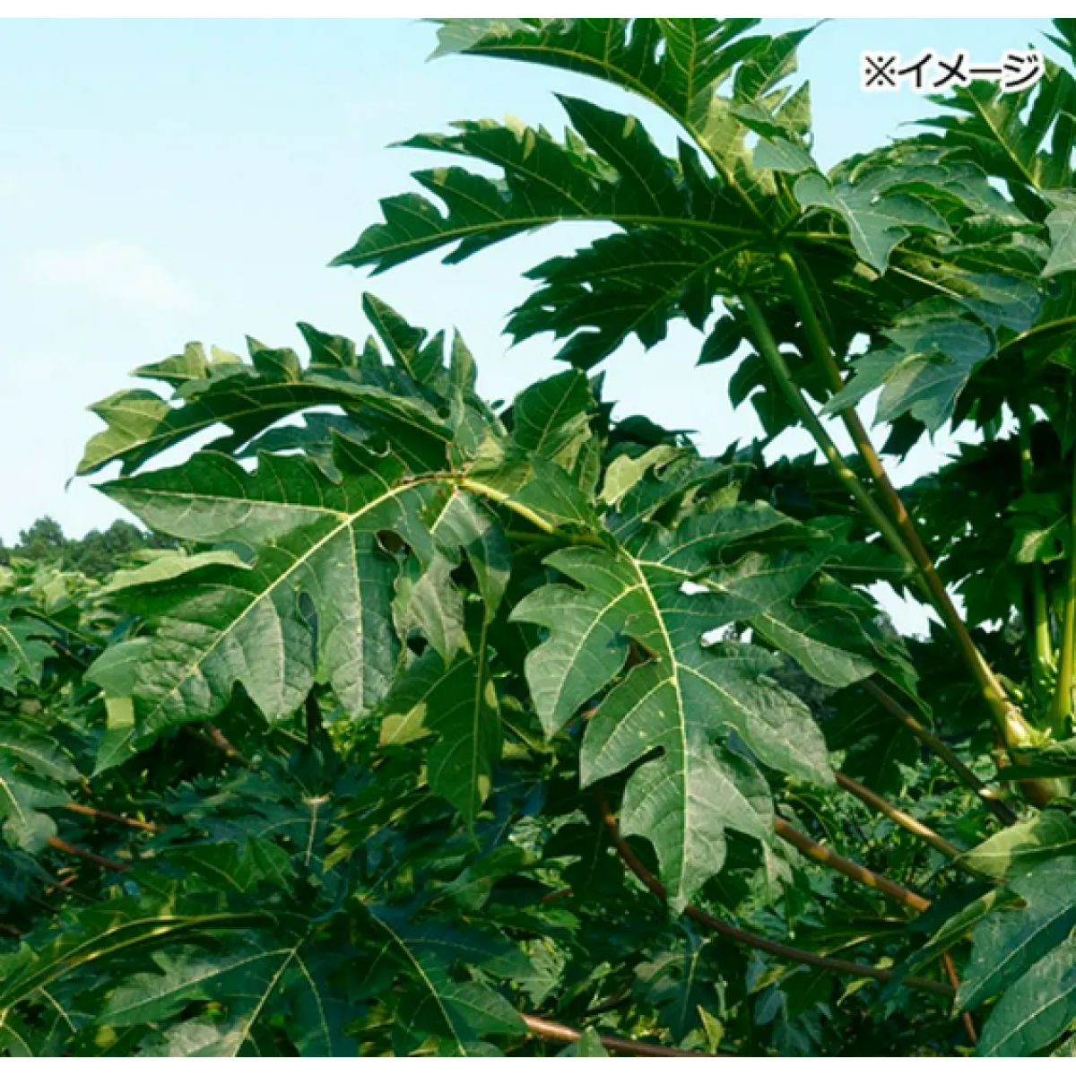 [預購PET] Leaf Corp 國產木瓜葉碎塊 30g 兔兔豚鼠毛球護理
