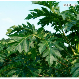 [預購PET] Leaf Corp 國產木瓜葉碎塊 30g 兔兔豚鼠毛球護理