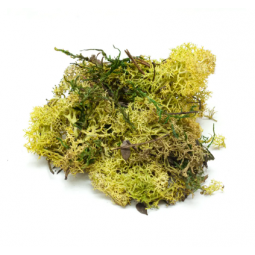 Leaf Corp 芬蘭乾苔蘚 10g