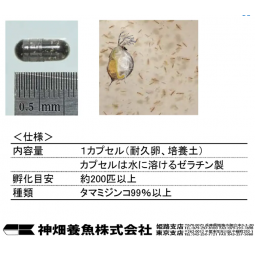 Kamihata 神畑 水蚤卵 約200隻