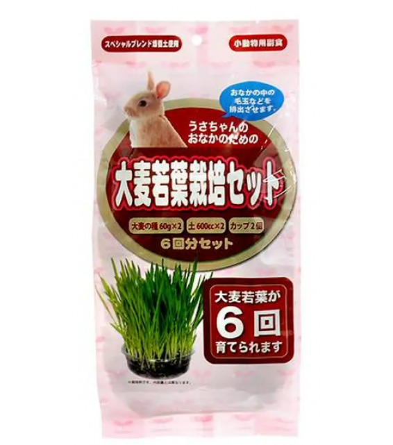 Arata 大麥若葉栽培套裝 6次 