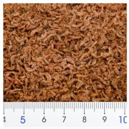 JUN 特級蝦乾 15g 海水淡水魚通用