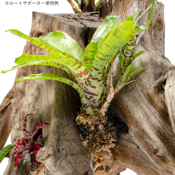 PICUTA 活着君植物網狀根托 30×20×1cm (3件)