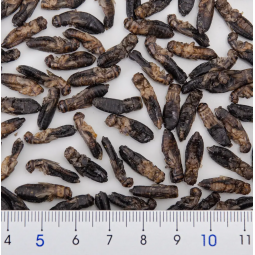 [預購REPTILE] Aurafarm 蟋蟀乾 15g 爬蟲類食品 蟋蟀