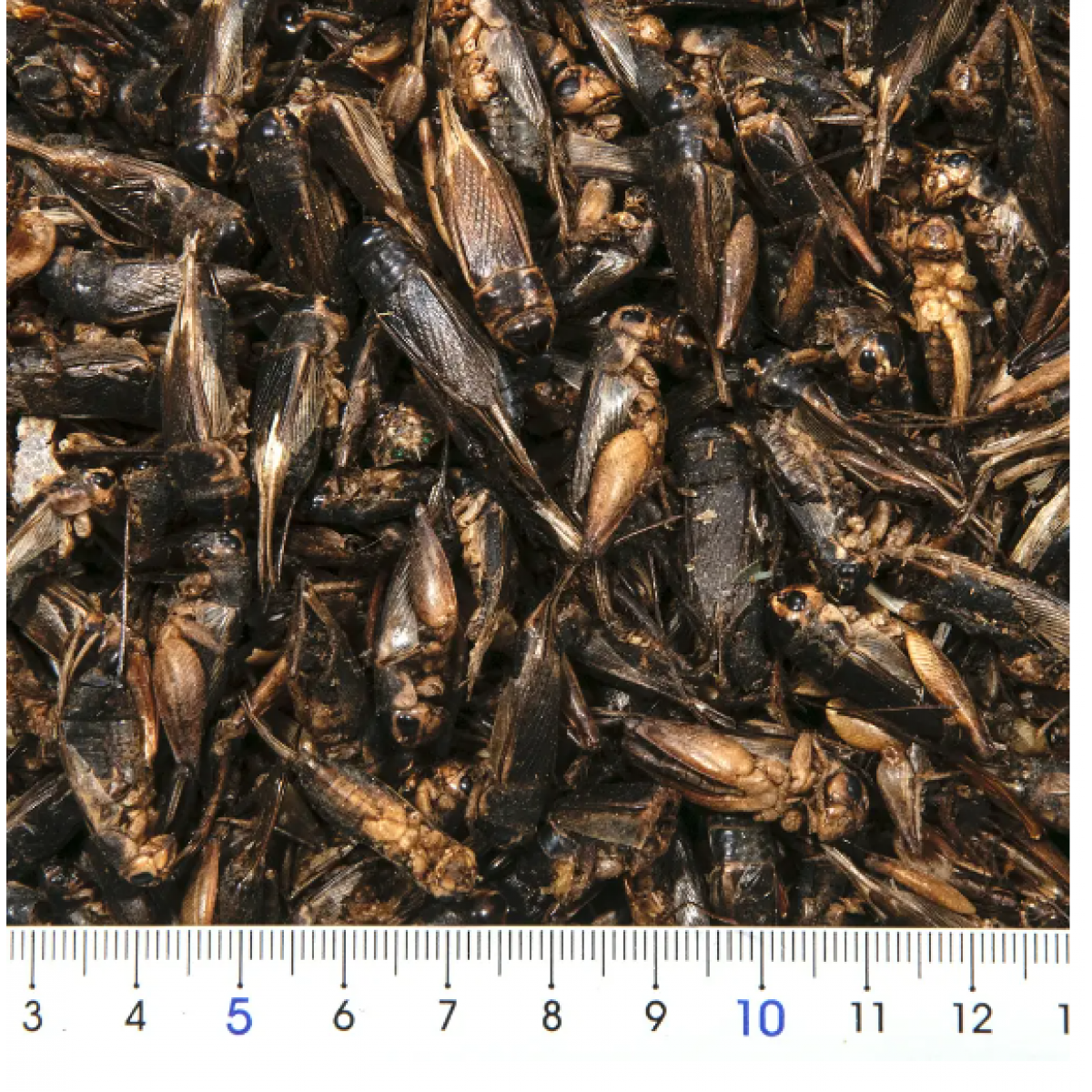 Leaf Corp 蟋蟀乾 100g 高蛋白零食