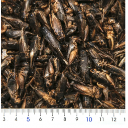 Leaf Corp 蟋蟀乾 100g 高蛋白零食