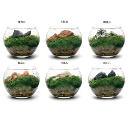 Leaf Corp 扭蛋 水族小苔蘚造景 (ver 3) 款式隨機