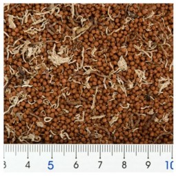 [預購CAT] Comet 金魚高營養飼料 混合蟲乾(紅色瓶) 100g