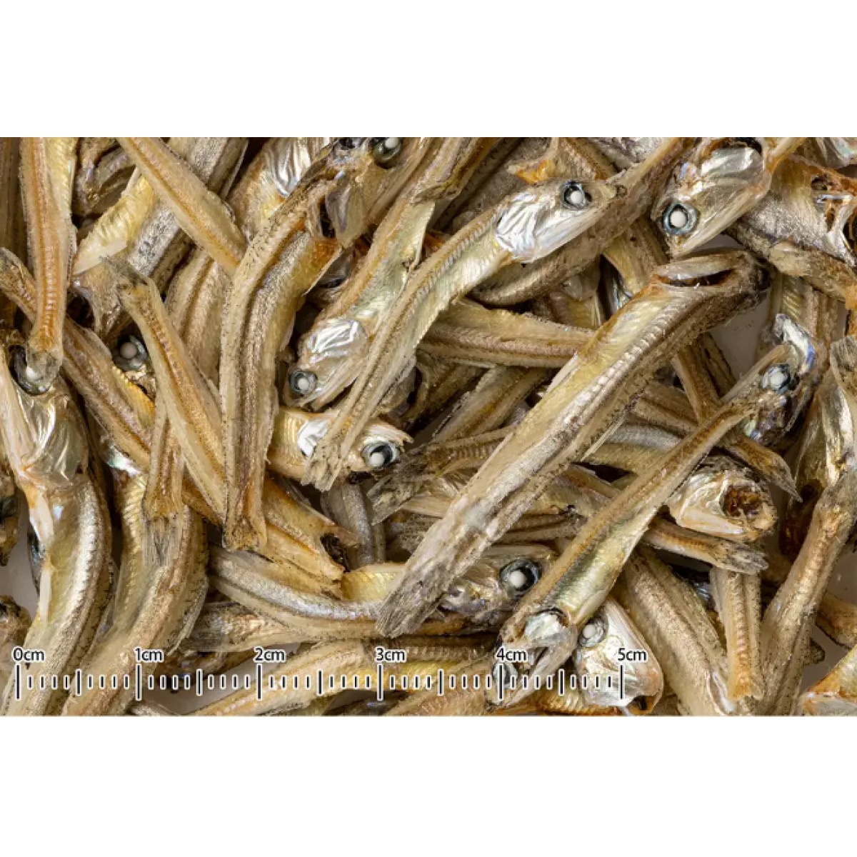 [預購PET] Kurose 黑瀨 國產日本鯷魚乾 10g 小動物零食