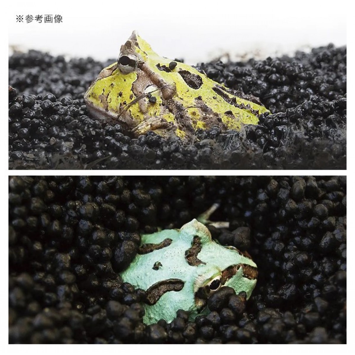[預購REPTILE] Sudo 日本首藤 角蛙活性炭泥 2.5kg