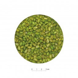 Sudo 小毛豆 13g