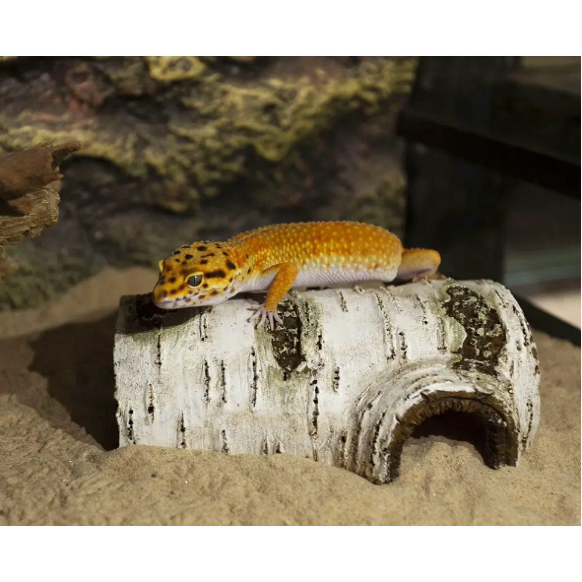 [預購REPTILE] Sanko 草原洞穴 S 爬行動物兩棲動物庇護所藏身處