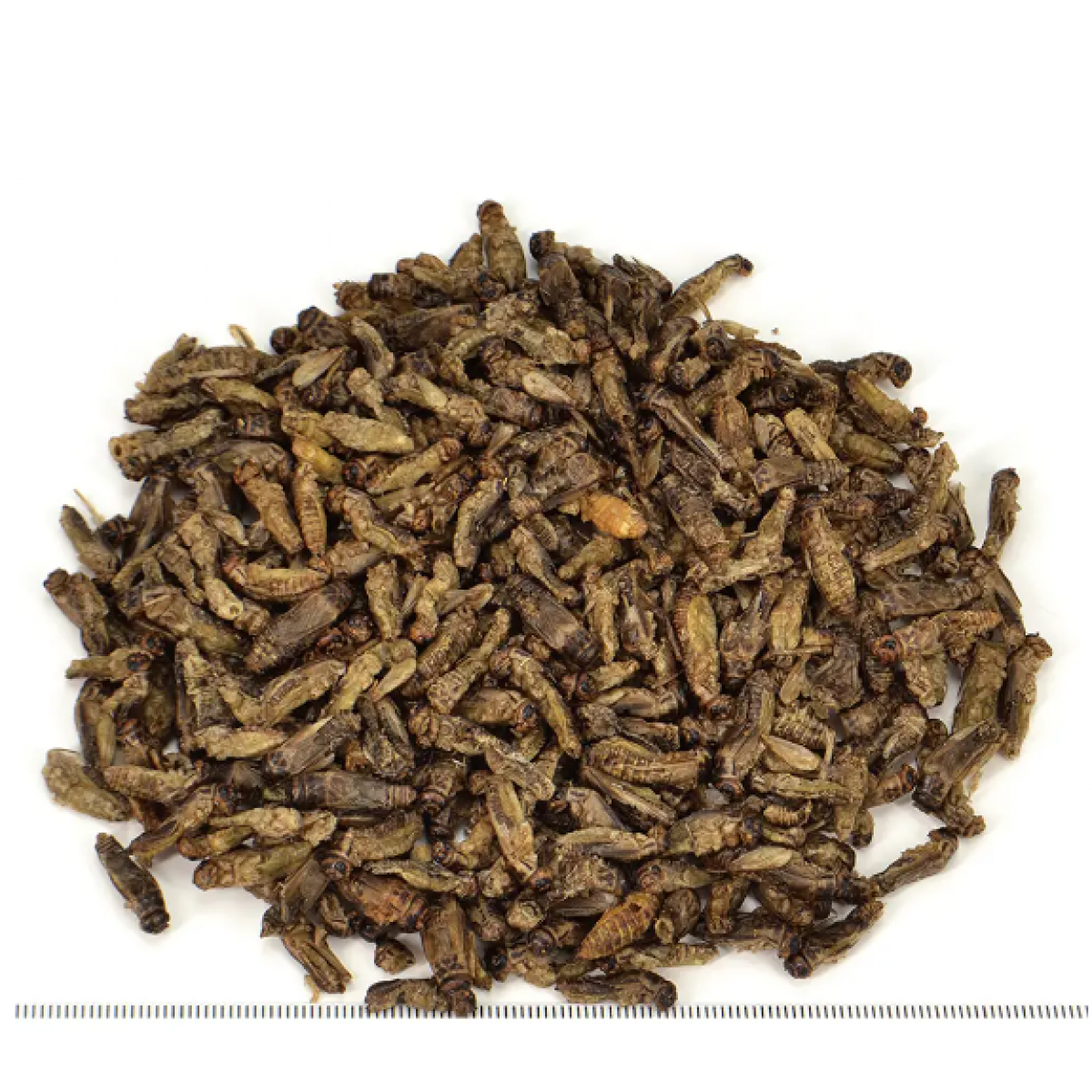 [預購PET] Sanko 蟋蟀乾 35g
